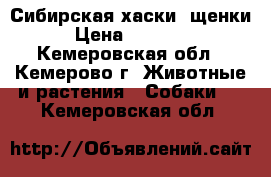 Сибирская хаски  щенки › Цена ­ 13 000 - Кемеровская обл., Кемерово г. Животные и растения » Собаки   . Кемеровская обл.